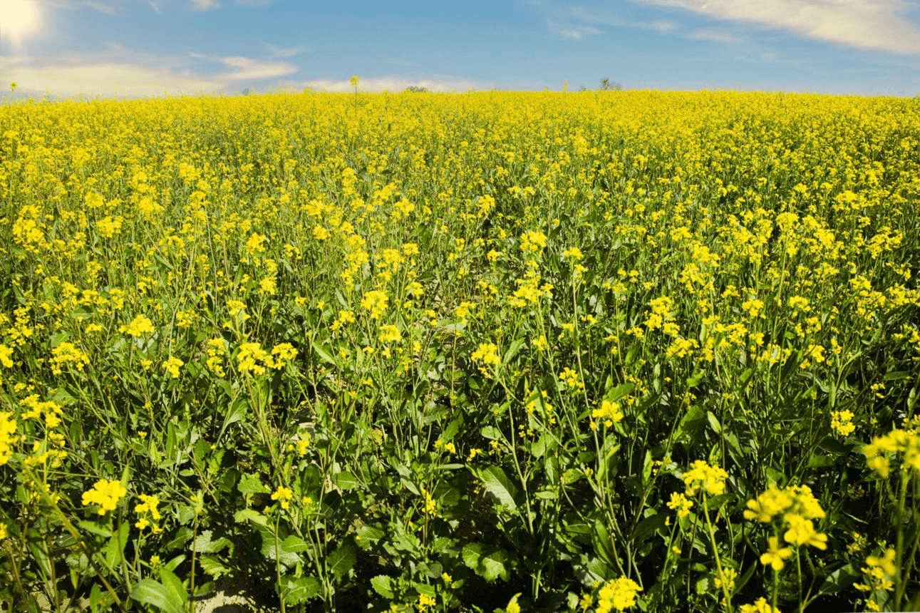 Golden mustard flower fields stretching to the horizon under blue sky